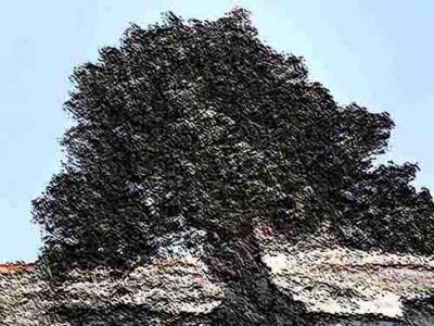 All''ulivo nella Valle dei Templi