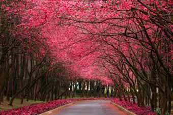 Quell'andar nel mattino