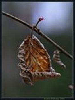 La voce del silenzio