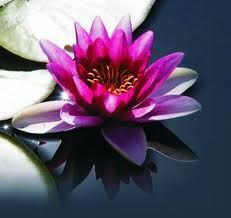 Sarą ancora primavera?