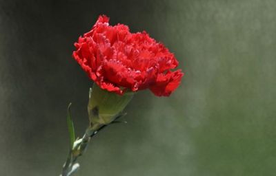 Quando i fiori cantavano