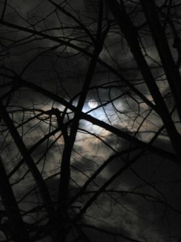 Passi tra foglie e luna