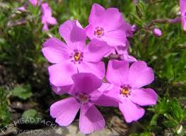 Un fiore nel salotto