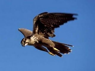 Nel turbine di un falco