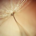 In un respiro di vento