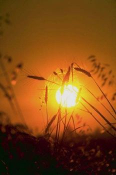 Mi specchio il silenzio  