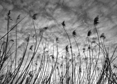 Trame d’un pensiero