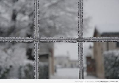 Ho radici nella neve