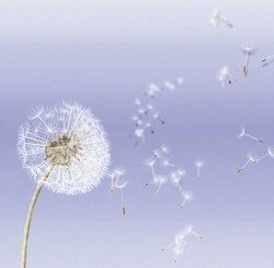 Dai nostri corpi fioriscono le stelle