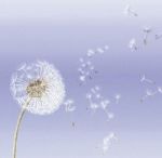 Dai nostri corpi fioriscono le stelle