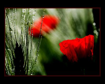 Nei giardini fioriti  