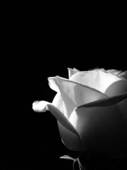 Bianco � quel tuo profumo Rosa