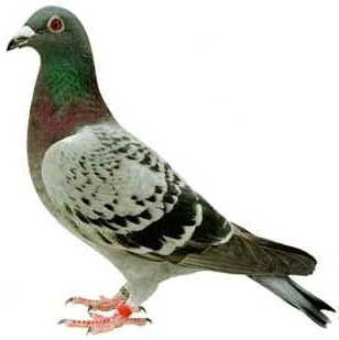 Qualcuno volò sul nido del Piccione