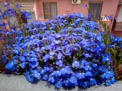 Il segreto dei fiori  