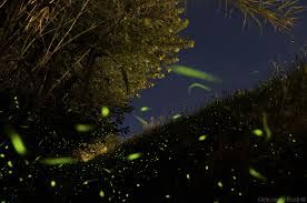 Tra lucciole e stelle