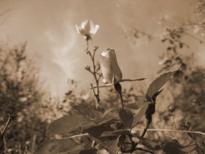 La prima volta... Amore