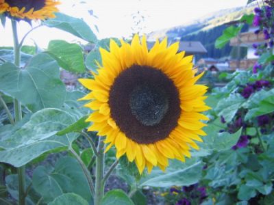 L’impero del girasole