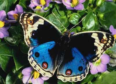 Anima logorata, cede- si  