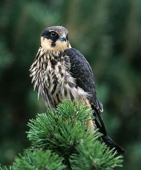 M'� apparso uno sparviero