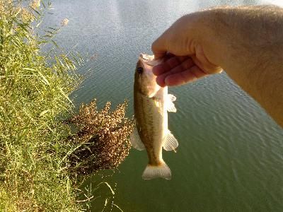 Dulcis in fundu, il pesce d'aprile