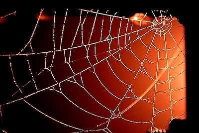 Nella tela del ragno