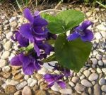 Scriver� di Viole