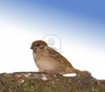 E' un trillar di passeri