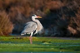 Non sempre è verità