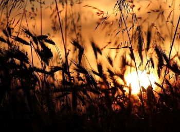 Il profumo di un ricordo