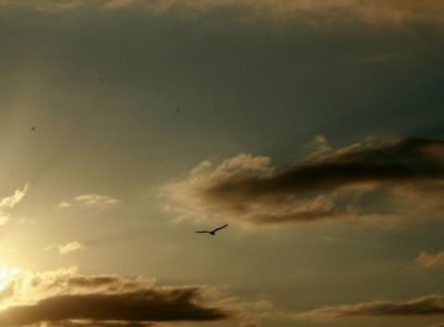 Gabbiano nella nebbia