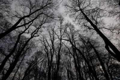 Al canto della civetta